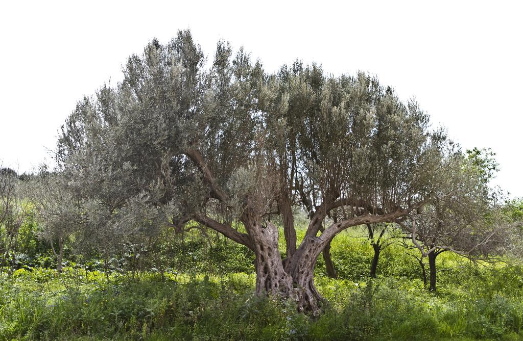 فيلا Agriturismo Rajata باغيريا المظهر الخارجي الصورة